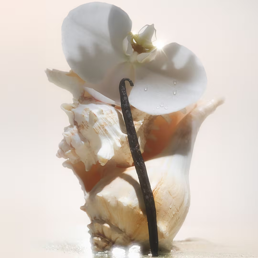 Saltair Salt Water Vanilla Multi-Lipid Body Butter